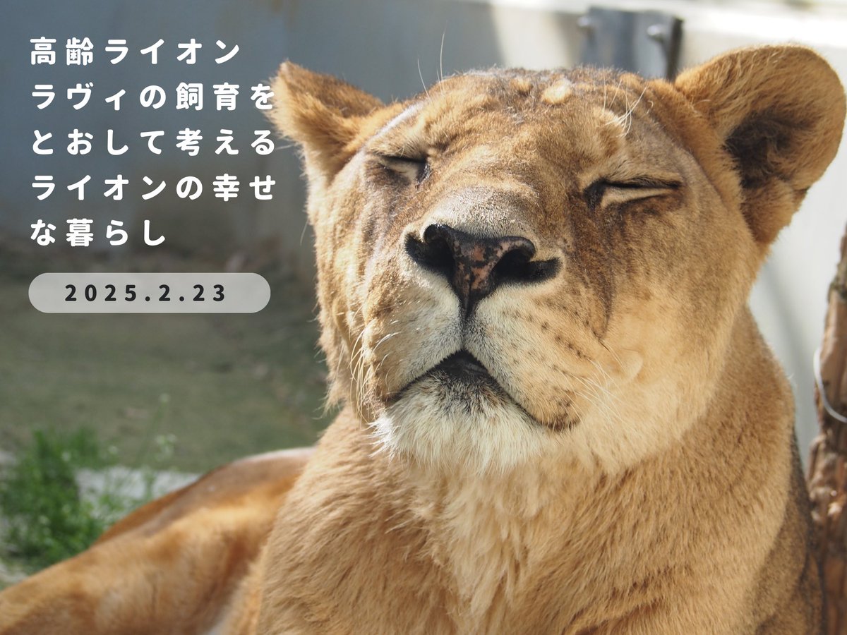 大サービスセール中【☆幸運ライオン】※詳細説明をお読み下さい。 オンラインイベント #高齢ライオンラヴィの飼育をとおして考える