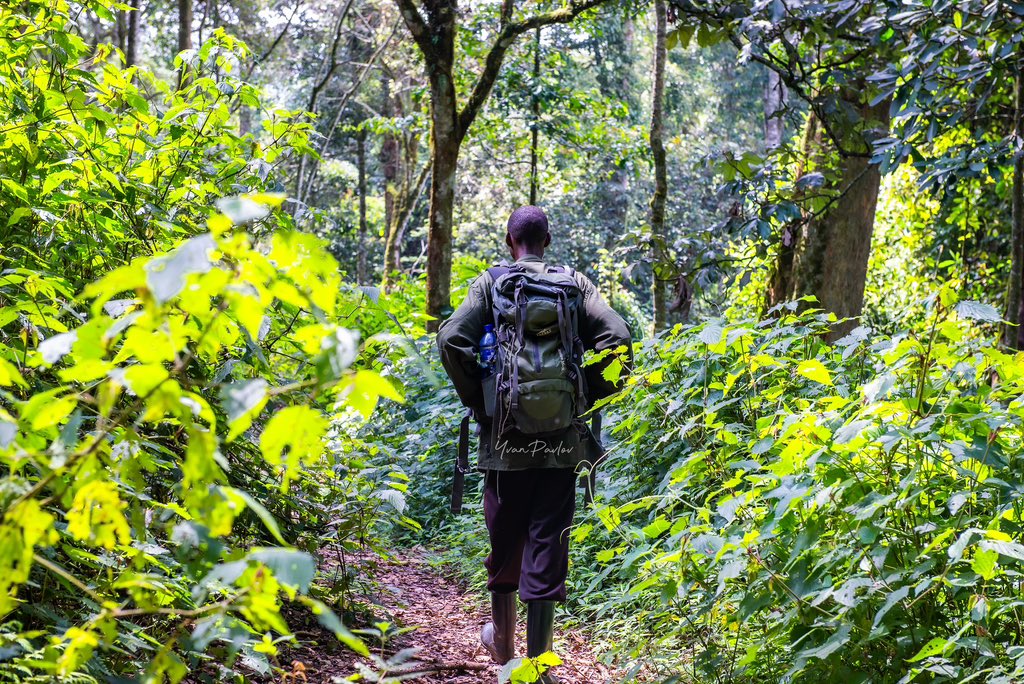 Fondation Kibira (@fondationkibira) on Twitter photo Picture of The week!
Captured by <a href="/YvanPavlov_/">Yvan Pavlov</a>
#pictureoftheweek #ecotourism #green
#Kibiranationalpark #sustainability Picture of The week!
Captured by <a href="/YvanPavlov_/">Yvan Pavlov</a>
#pictureoftheweek #ecotourism #green
#Kibiranationalpark #sustainability