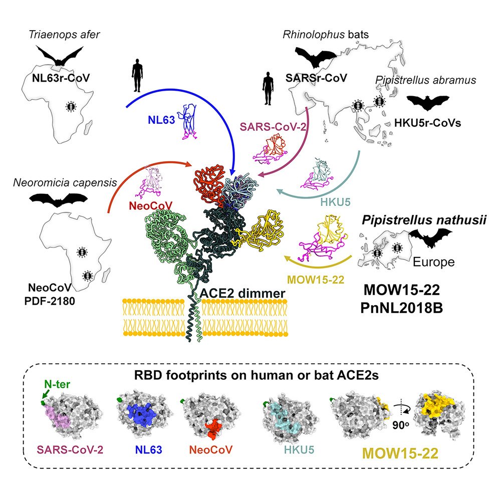 Multiple independent acquisitions of #ACE2 usage in #MERS-related coronaviruses.

• Two European bat MERS-related coronaviruses use ACE2 as their receptor
• ACE2 N432-glycosylation restricts viral recognition by MOW15-22 &amp; PnNL2018B

cell.com/cell/fulltext/…