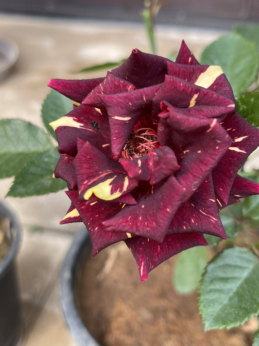 asunaina's tweet image. Spring is in the air and that makes everything so much brighter and more beautiful 
#spring #springindelhi