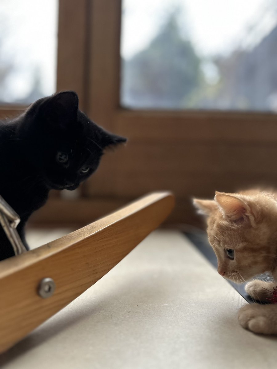 Little fluffy pals.
