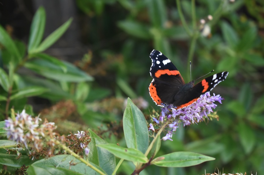 Want to help butterflies thrive this year? Grow the plants their caterpillars feed on – eg nettles, lady's smock, honesty &amp; hawthorn. Sometimes this is as simple as just leaving a small area to go wild!
More ideas for helping insects:
bit.ly/4ae2zG1
#nature #pollinators