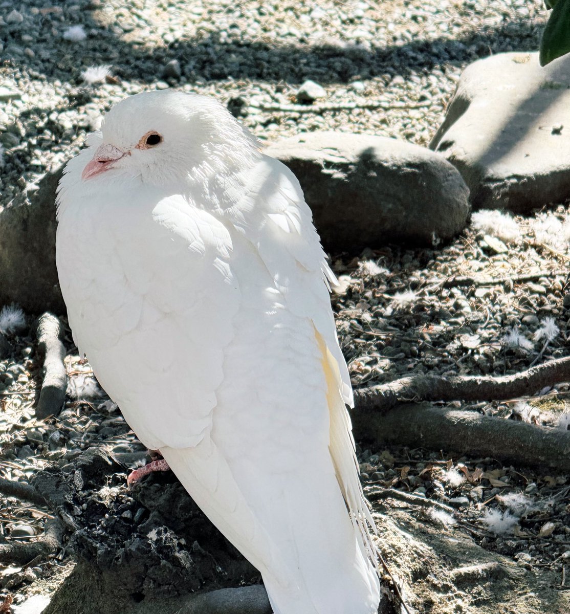 鎌倉で出会ったかわいいものたち🐦 
