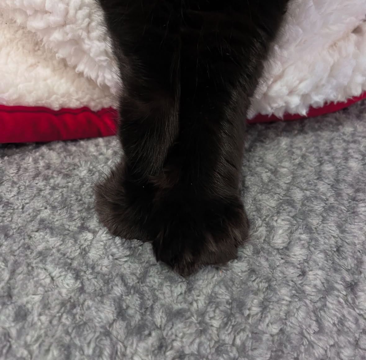 Black cats are not bad luck tweet media