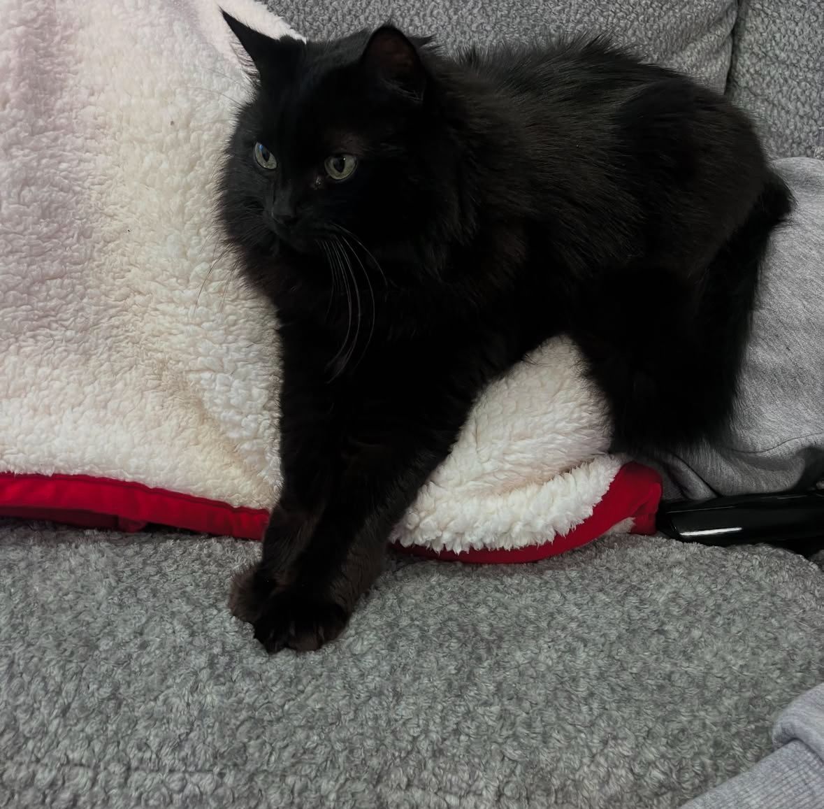 Black cats are not bad luck tweet media