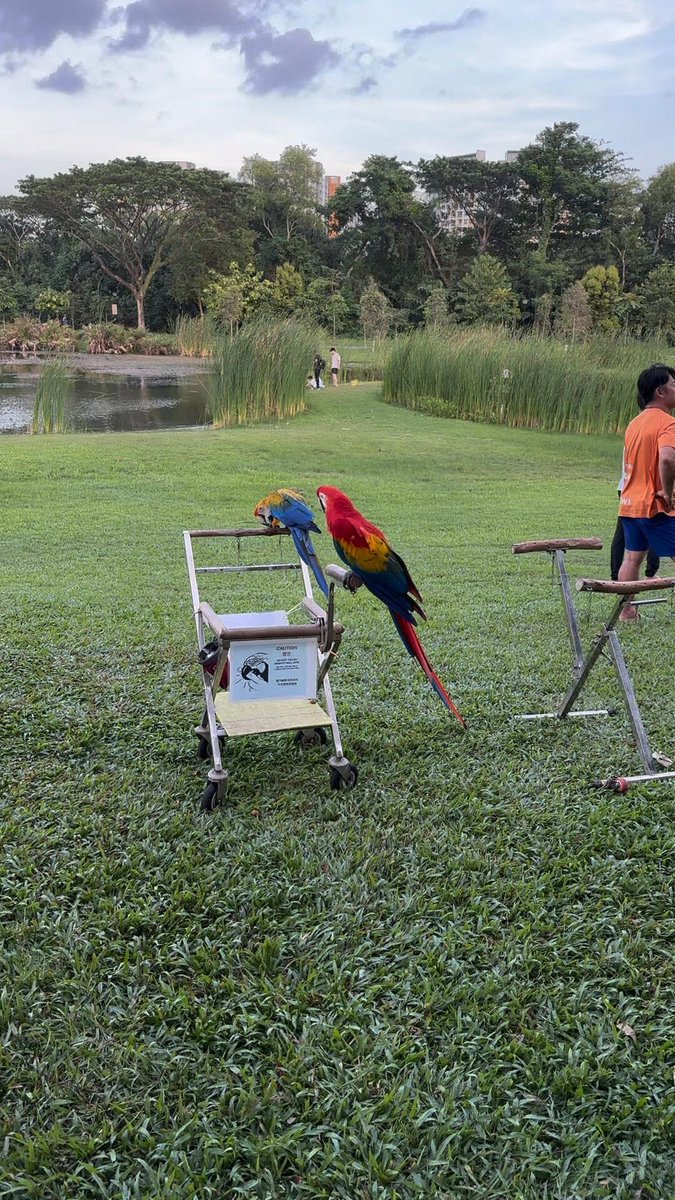 trant_d's tweet image. It&apos;s fun to stumble across a talking bird while taking a walk.