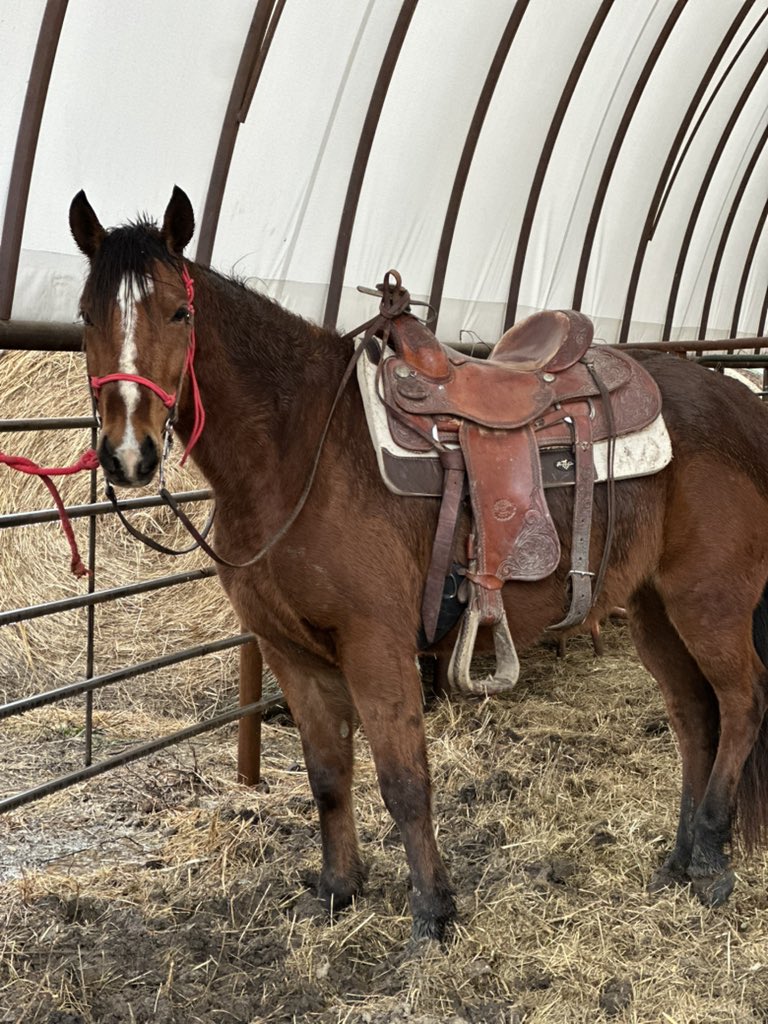 MoYield's tweet image. My daughter calls her “Dragon Lady”- and it fits the bill. Shes a cow eating B*tch. Sunfrost/Driftwood 4yr old.