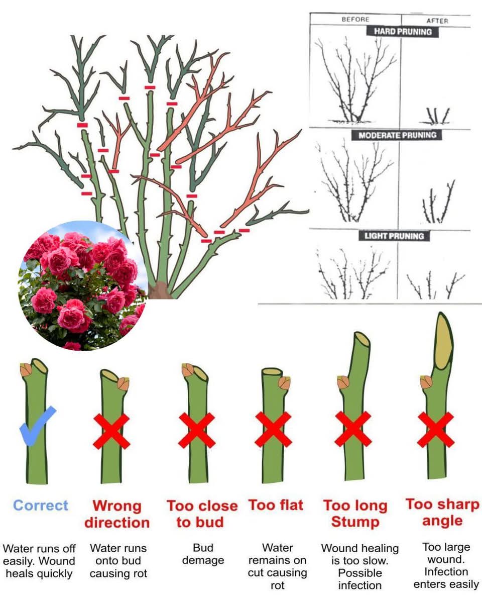 AbdielL68040197's tweet image. How to Prune a Rose Bush for Healthy Growth

✂️ Where to Cut:
✳️Cut ¼ inch above an outward-facing bud at a 45-degree angle.
✳️Remove dead, diseased, or crossing branches to improve airflow.
✳️Cut in spring when buds start growing.
#Gardening #Roses #PruningTips