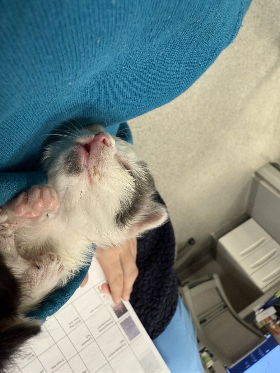 ER vet tech tweet media