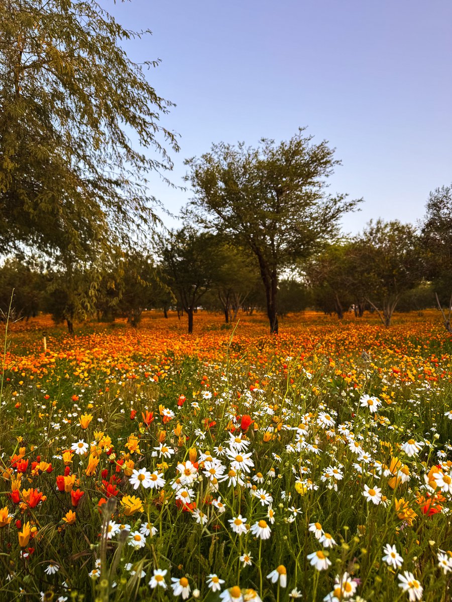 TNF91's tweet photo. مُتنفس 🤎🌻. https://t.co/5xehcejwEk