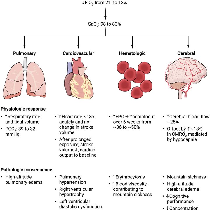 Science Magazine (@sciencemagazine) on Twitter photo Although oxygen is essential for life, an emerging body of work shows controlled hypoxia can be therapeutic for many chronic conditions.
Check out the new <a href="/ScienceTM/">Science Translational Medicine</a> Review exploring oxygen biology, high-altitude physiology, and more: scim.ag/3EkxUMK Although oxygen is essential for life, an emerging body of work shows controlled hypoxia can be therapeutic for many chronic conditions.
Check out the new <a href="/ScienceTM/">Science Translational Medicine</a> Review exploring oxygen biology, high-altitude physiology, and more: scim.ag/3EkxUMK