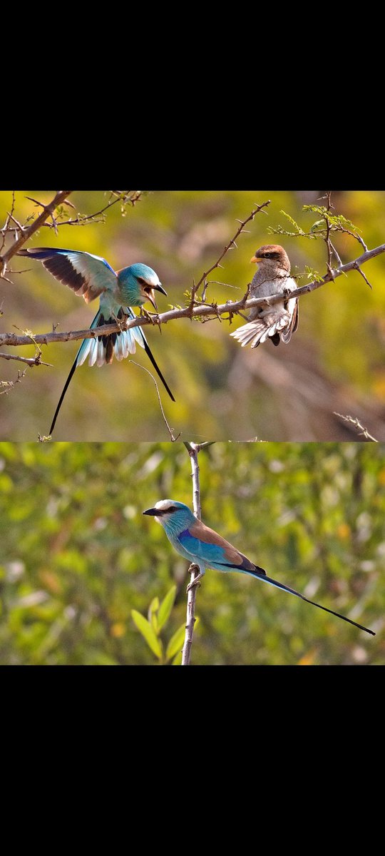 nicklin_terry's tweet photo. Good afternoon. Bird I've not posted before an Abyssinian Roller, taken this morning in the Kotu creek area. Being pestered by a Yellow-billed Shrike. https://t.co/HsHjoEtADq