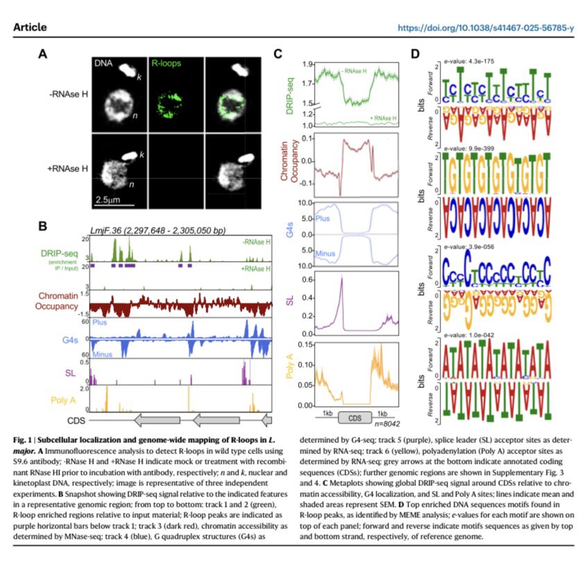 Jeziel D. Damasceno (@jezielbqi) on Twitter photo Excited to share our latest work on R-loops and RNAse H1, exploring their roles in genome replication timing and stability. It’s now published!
nature.com/articles/s4146…
<a href="/McCulloch_Group/">McCulloch Lab Group</a> <a href="/emmabriggs6/">Emma Marie Briggs</a> <a href="/scotomorph/">Marija Krasiļņikova</a> <a href="/MarquesCata/">Catarina A. Marques</a> Excited to share our latest work on R-loops and RNAse H1, exploring their roles in genome replication timing and stability. It’s now published!
nature.com/articles/s4146…
<a href="/McCulloch_Group/">McCulloch Lab Group</a> <a href="/emmabriggs6/">Emma Marie Briggs</a> <a href="/scotomorph/">Marija Krasiļņikova</a> <a href="/MarquesCata/">Catarina A. Marques</a>