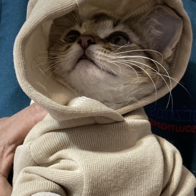 🐱 tweet media