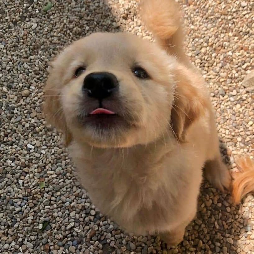 dogs so cute that could save the world tweet media
