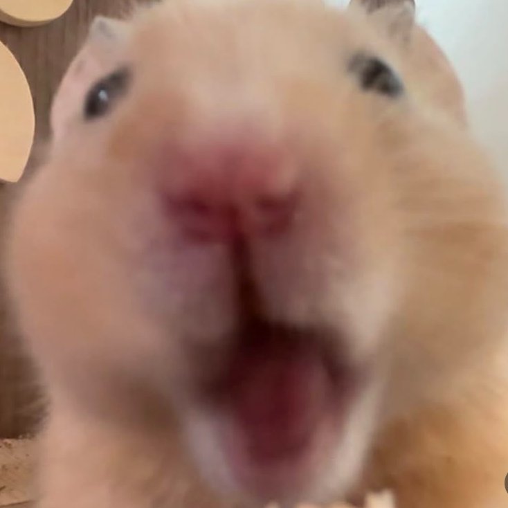 Hamster of the Day 🐹 tweet media