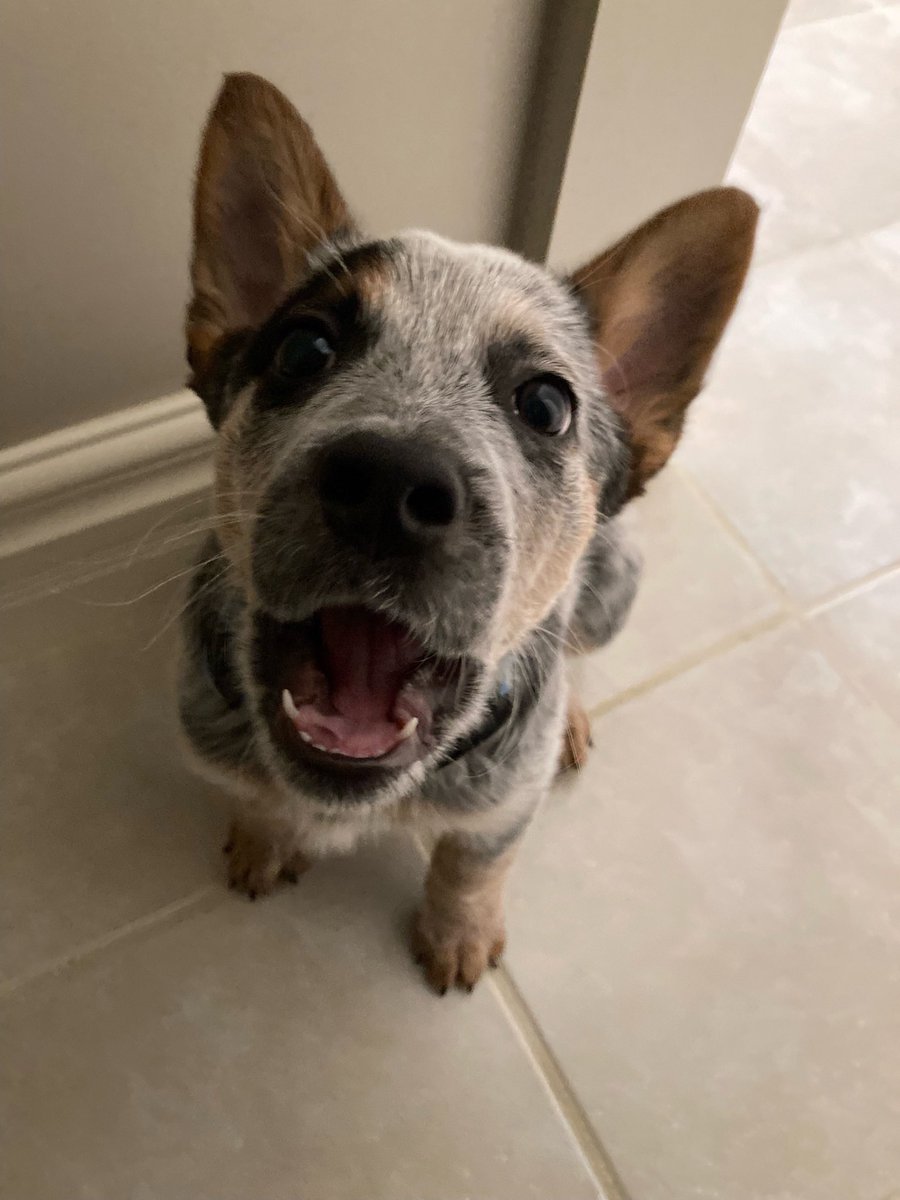 chrisbrickler's tweet photo. @realpeteyb123 If you don’t have enough stress in your life, and would like a dog who will actually argue with you, I highly recommend a Blue Heeler. https://t.co/6ERGQISJB5