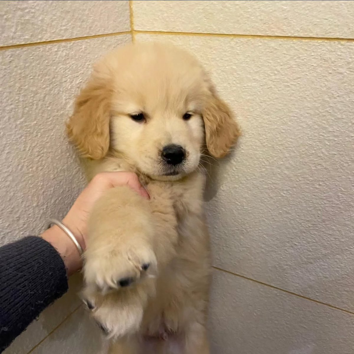 dogs so cute that could save the world (@dogssaveworld) on Twitter photo 