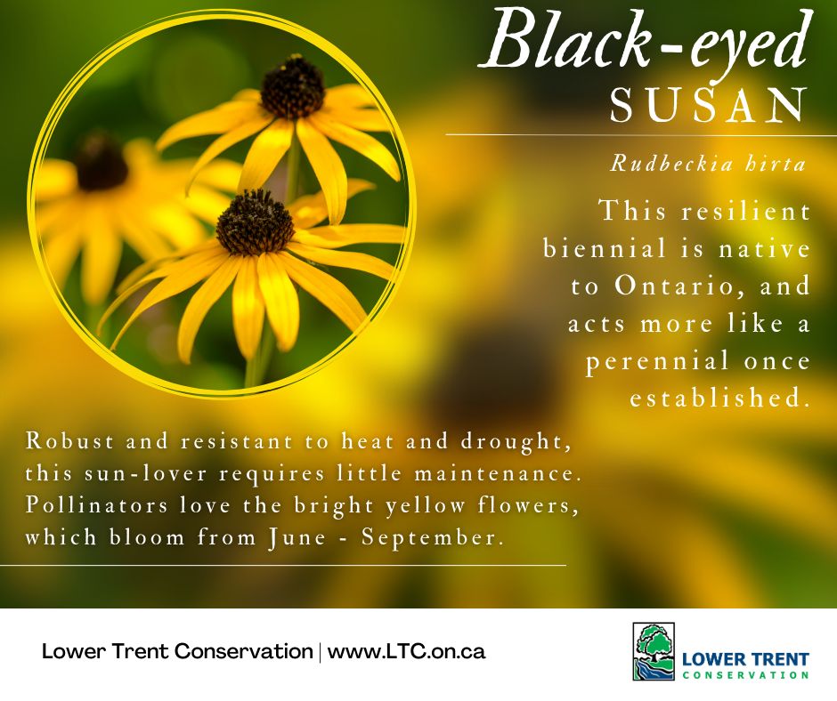 Native Plant Sale is here!
Choose from Sun or Shade wildflower kits, featuring the stunning Black-eyed Susan 🌻 – perfect for pollinators! 
Why wildflowers?

Supports wildlife
Thrives in our climate
Beautiful &amp; sustainable
Pre-order now! buff.ly/3PCFZ1V