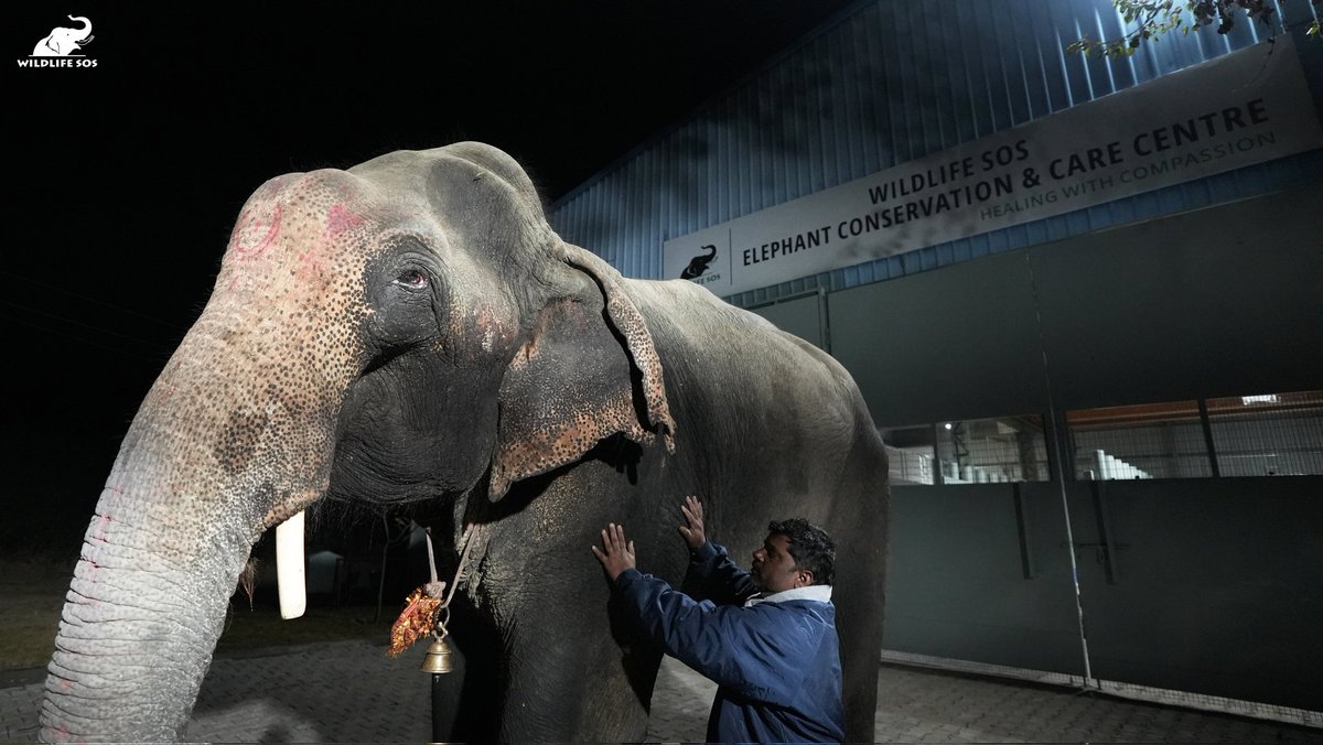 Wildlife SOS tweet media