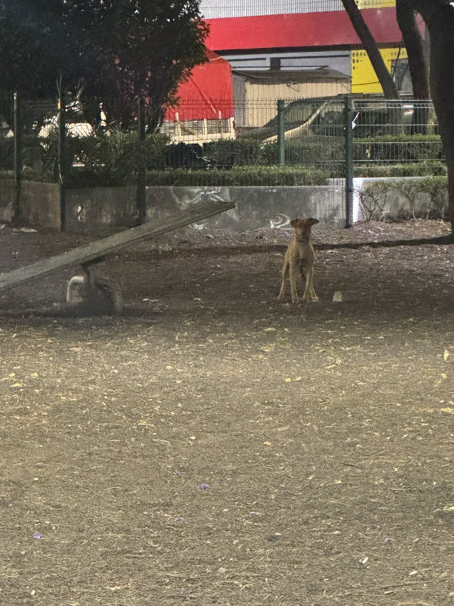 Ika_rubio's tweet photo. Perrito abandonado en la zona de perros del Parque Arboledas, al entrar a la zona la puerta estaba abierta, y el perrito se encuentra solo @En_laDelValle @HELA_MORE @Alina_Gag @Seg_NapolesDF por favor RT https://t.co/IBkfswVpHI