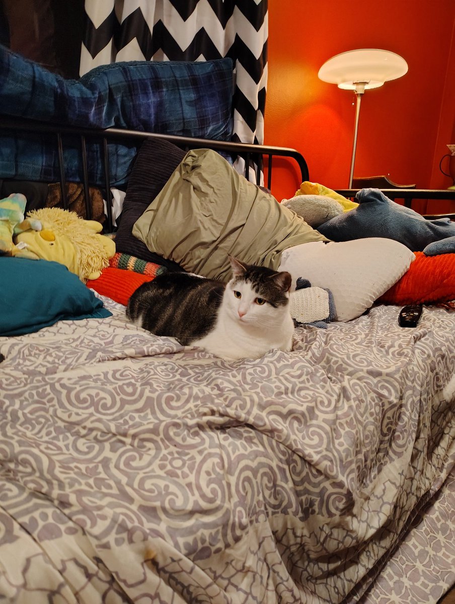 danipaniq's tweet photo. -- knocks down things off of surfaces but ONLY if they're in "his spot" on said surface
-- uses his paws to wipe up all the extra food on his placemat when he's done eating
-- ALWAYS has to sprint up the stairs
-- attacks my shoes when I tie them
-- yells at us when it's bedtime https://t.co/caCILms7Cu