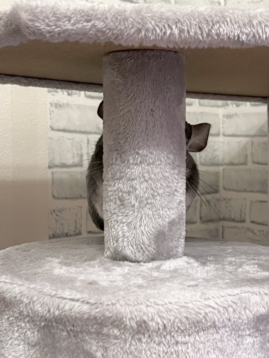 chinchillamar10's tweet photo. 隠れてるつもり🐹
 #チンチラ  #chinchilla https://t.co/WGeMKje5VP