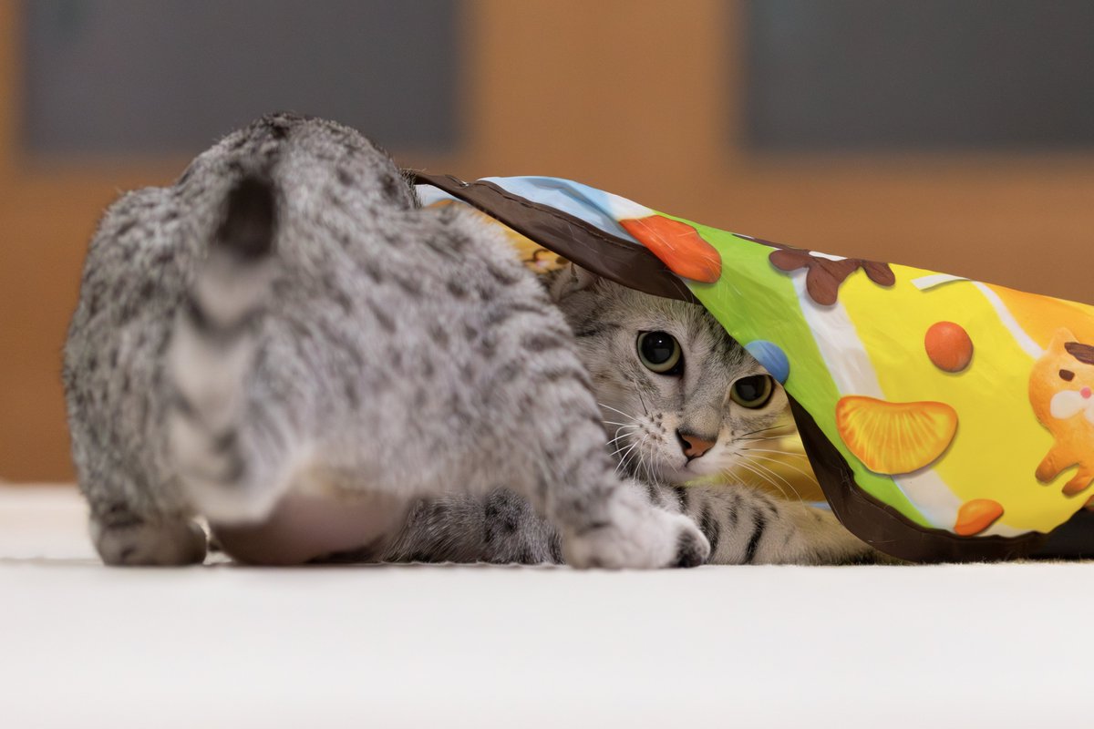 itasute's tweet photo. 今日のまうさん

#猫 #エジプシャンマウ https://t.co/4DFYn1J4Qf
