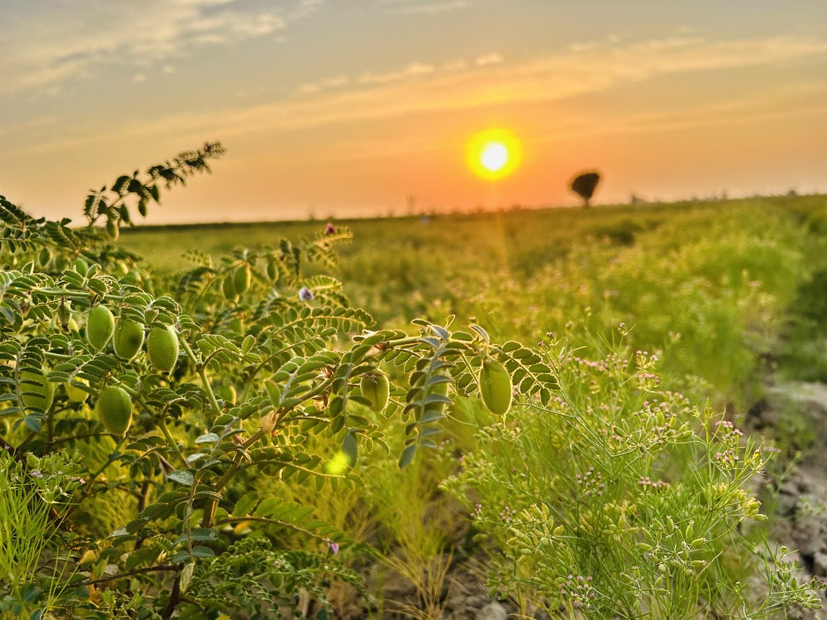 Surrounded by the aroma of cumin and the beauty of chickpea. 🌿