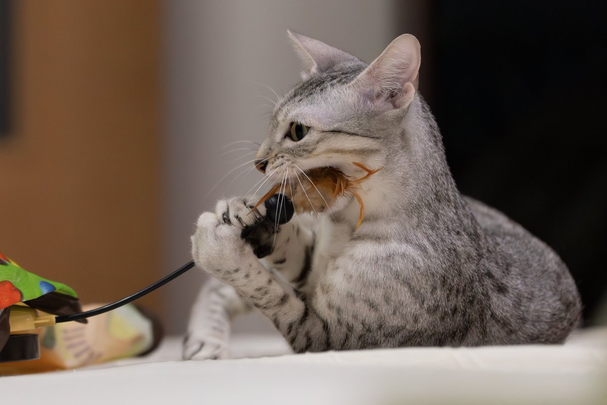 itasute's tweet photo. 今日のまうさん

#猫 #エジプシャンマウ https://t.co/4DFYn1J4Qf