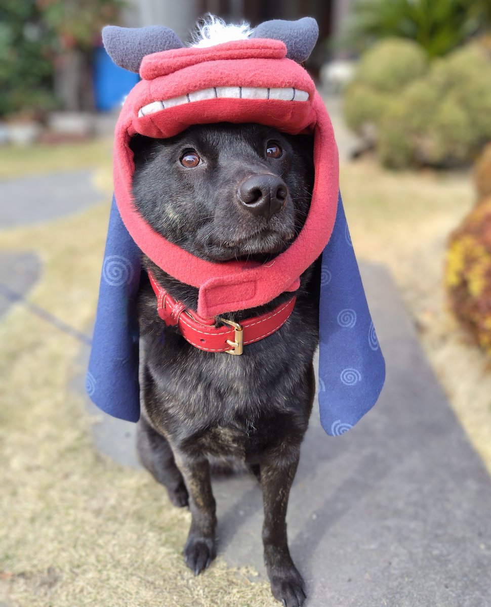 最近食欲旺盛なジロ君、体重が１５kgになりました☺️
いつもフードを買っているお店が閉店に😢
甲斐主のみなさんーおすすめのフード教えてください
ジロ君、おちょぼ口なので🤣小粒が好みです