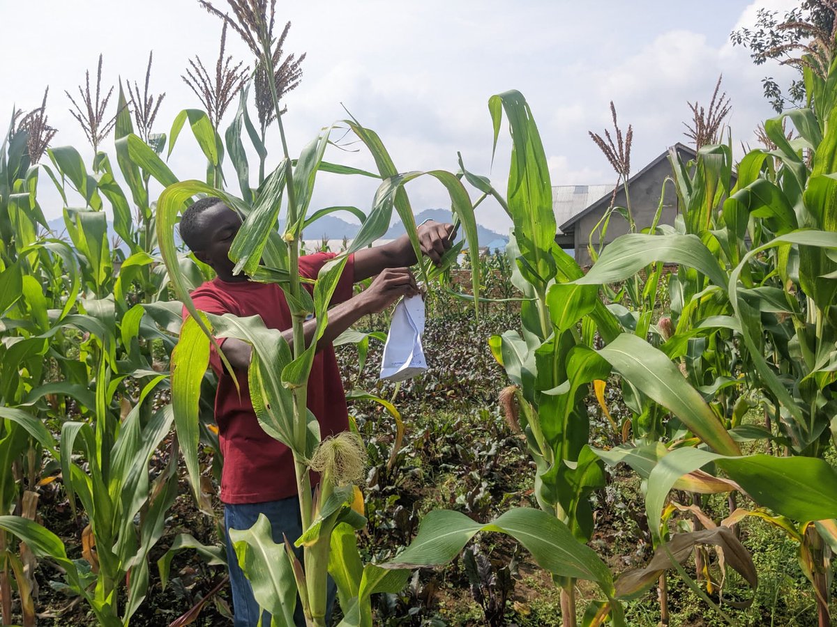 AgriPeakClub's tweet photo. Today we had a field study at our model farm.
It was an interactive activity as #RCSSA members got equipped with hands-on expertise on maize breeding.

The activity left everyone with full package of insights on how to undertake that task &amp; yield more.
We #Research_Empower_Impact https://t.co/rOhV8fItix
