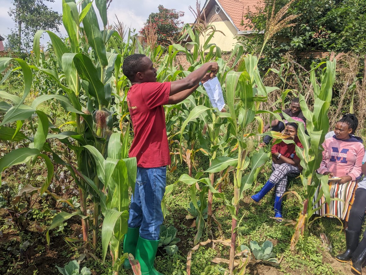 AgriPeakClub's tweet photo. Today we had a field study at our model farm.
It was an interactive activity as #RCSSA members got equipped with hands-on expertise on maize breeding.

The activity left everyone with full package of insights on how to undertake that task &amp; yield more.
We #Research_Empower_Impact https://t.co/rOhV8fItix