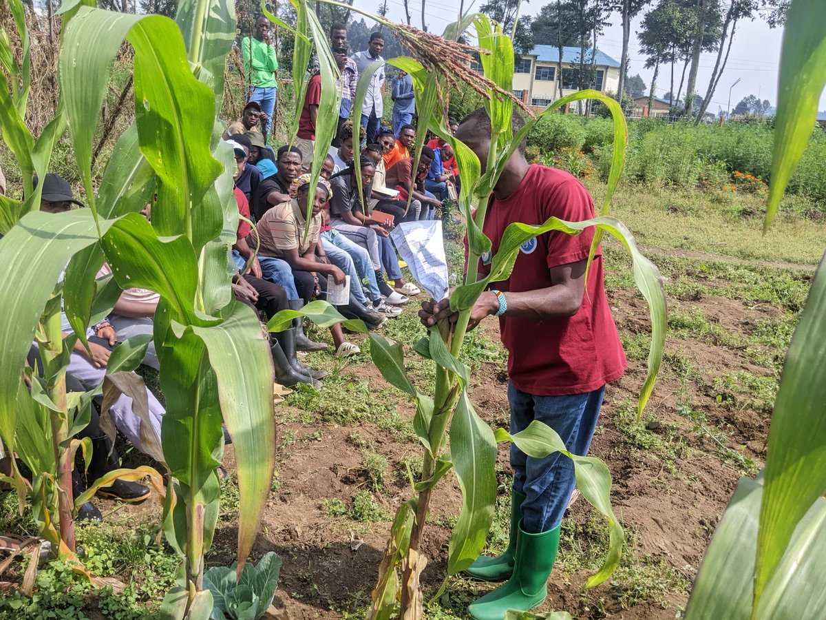 AgriPeakClub's tweet photo. Today we had a field study at our model farm.
It was an interactive activity as #RCSSA members got equipped with hands-on expertise on maize breeding.

The activity left everyone with full package of insights on how to undertake that task &amp; yield more.
We #Research_Empower_Impact https://t.co/rOhV8fItix