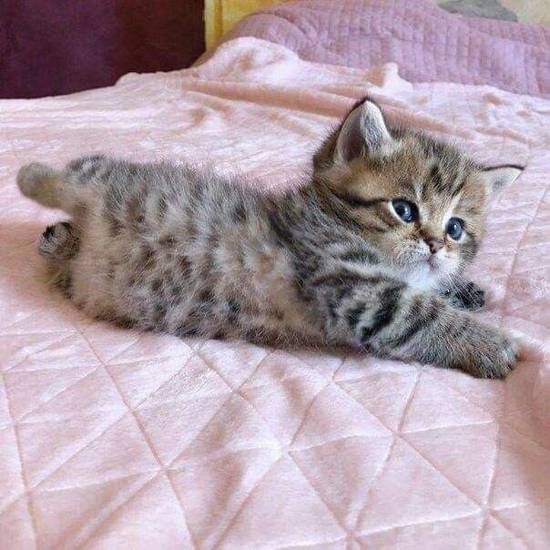 Catsillyness's tweet photo. Baby https://t.co/nv58qywO23