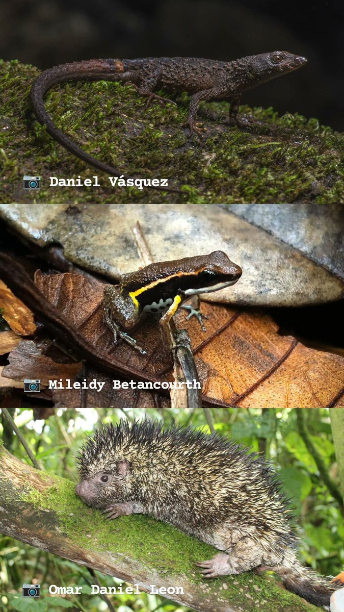 ¡Durante la última semana se publicaron tres nuevas especies para Colombia, todas ellas de grupos diferentes!

🦎 Echinosaura embera
🐸 Epipedobates currulao
🦔 Coendou vossi