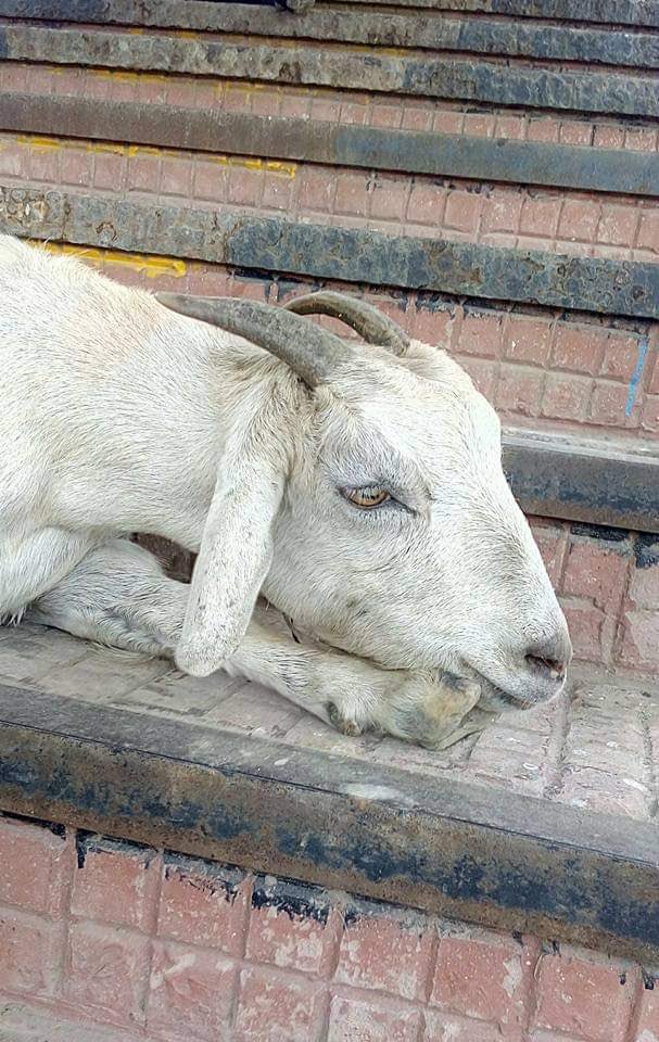 दिल्ली चुनावों की हार के बाद गंभीर चिंतन में डूबे सर जी !😀