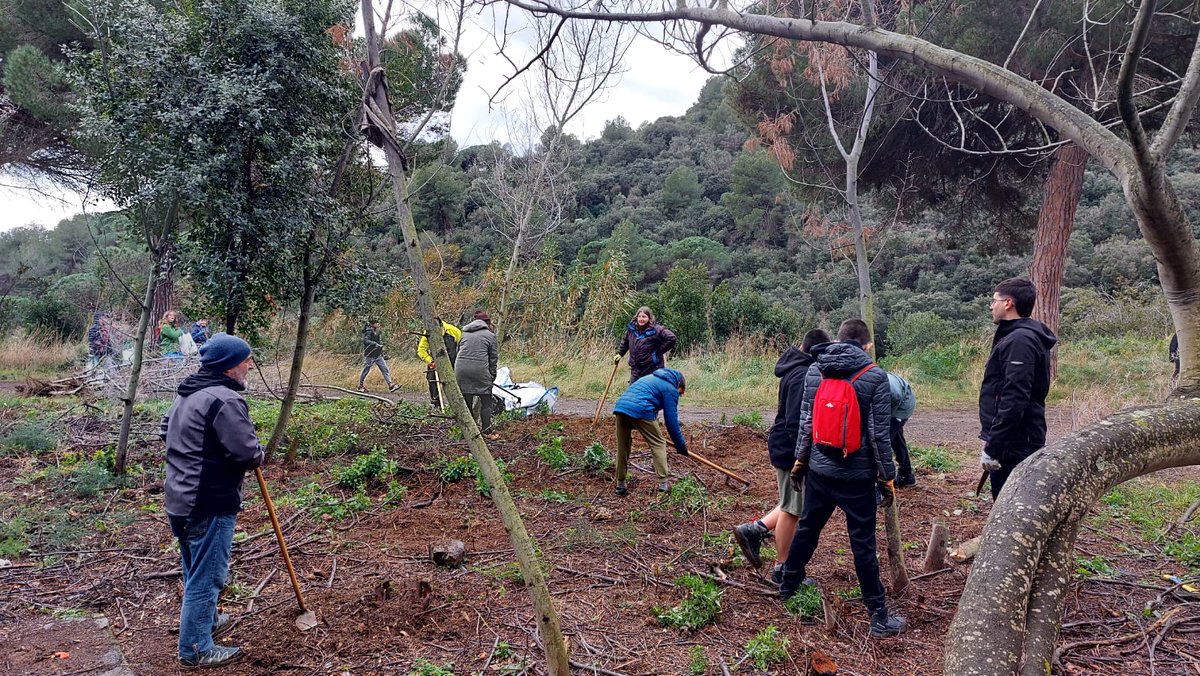 Nat_MonT_'s tweet photo. Jornada de voluntariat a les mines de Can Palomeres de #Malgrat, enretirant residus i plantes exòtiques, plantant-ne d'autòctones, polint detalls a la bassa, construint refugis per a rèptils, i prenen consciència dels valors naturals de l'espai.
Gràcies per ser-hi! 💚
#Montnegre https://t.co/36YpxA7SjZ