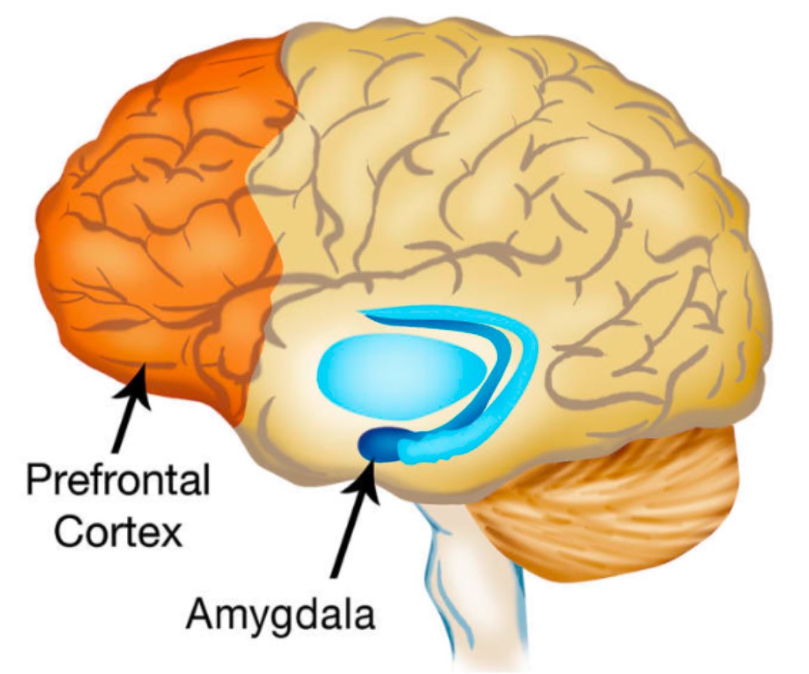 SİGARA BEYNİ UYARIR
Bunu yaparken bir seçimi yoktur. 
İyisini de kötüsünü de uyarır. 
Beyin ön bölgesi (alın bölgesi); dikkat, akıl, farkındalık işlevleriyle ilgilidir. Sigara içerken dikkat artar. 
Aynı zamanda “haz” alma merkezidir. 
Amigdala (beyin orta bölgesinde)
