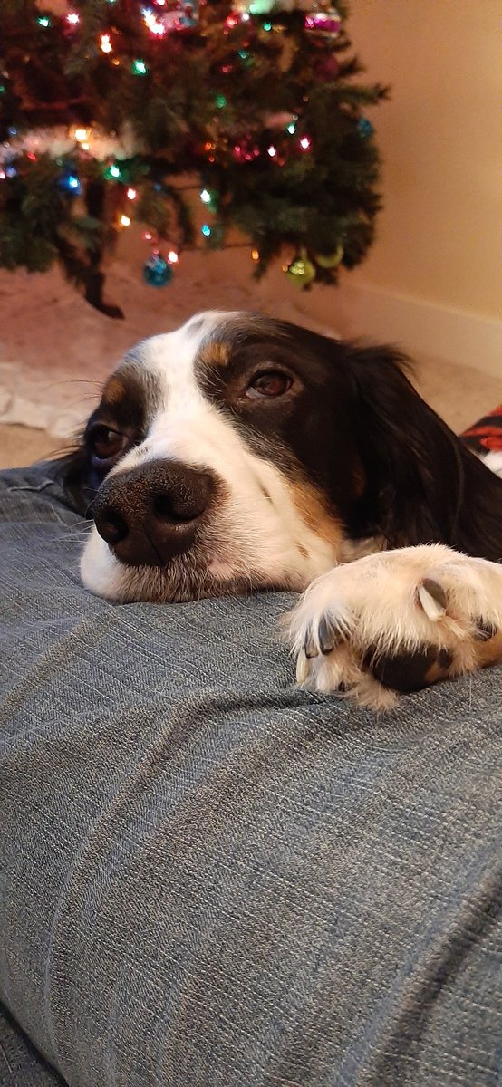 November13Char's tweet photo. @buitengebieden Here is my English Setter, Rigby. https://t.co/YF7g65uvDk
