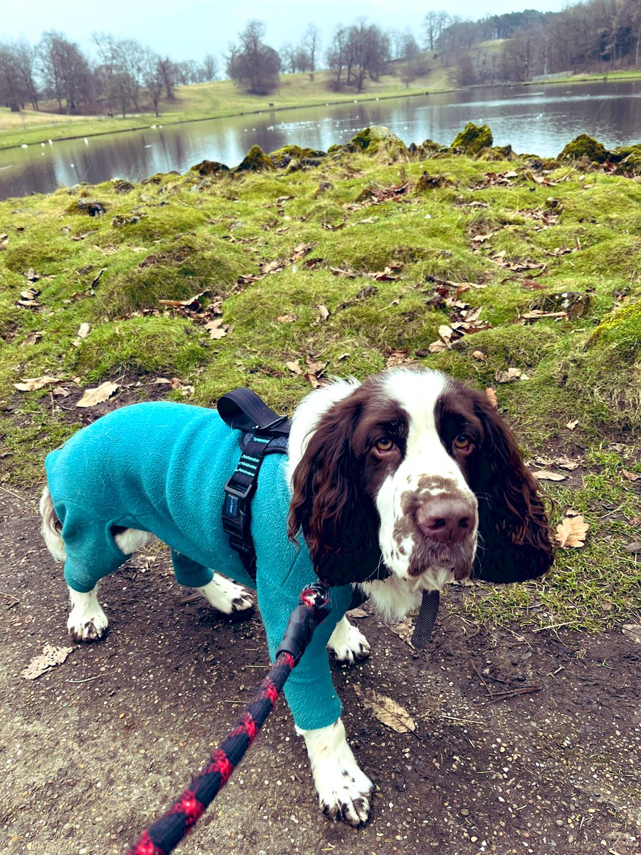 AdsDogCharlie's tweet photo. Pals we have come to @fountainsabbey to see the snowdrops. We are taking the opportunity to do #AdamForest #Happiness @Earthruns4trees 5km https://t.co/aAZEQbfEgS