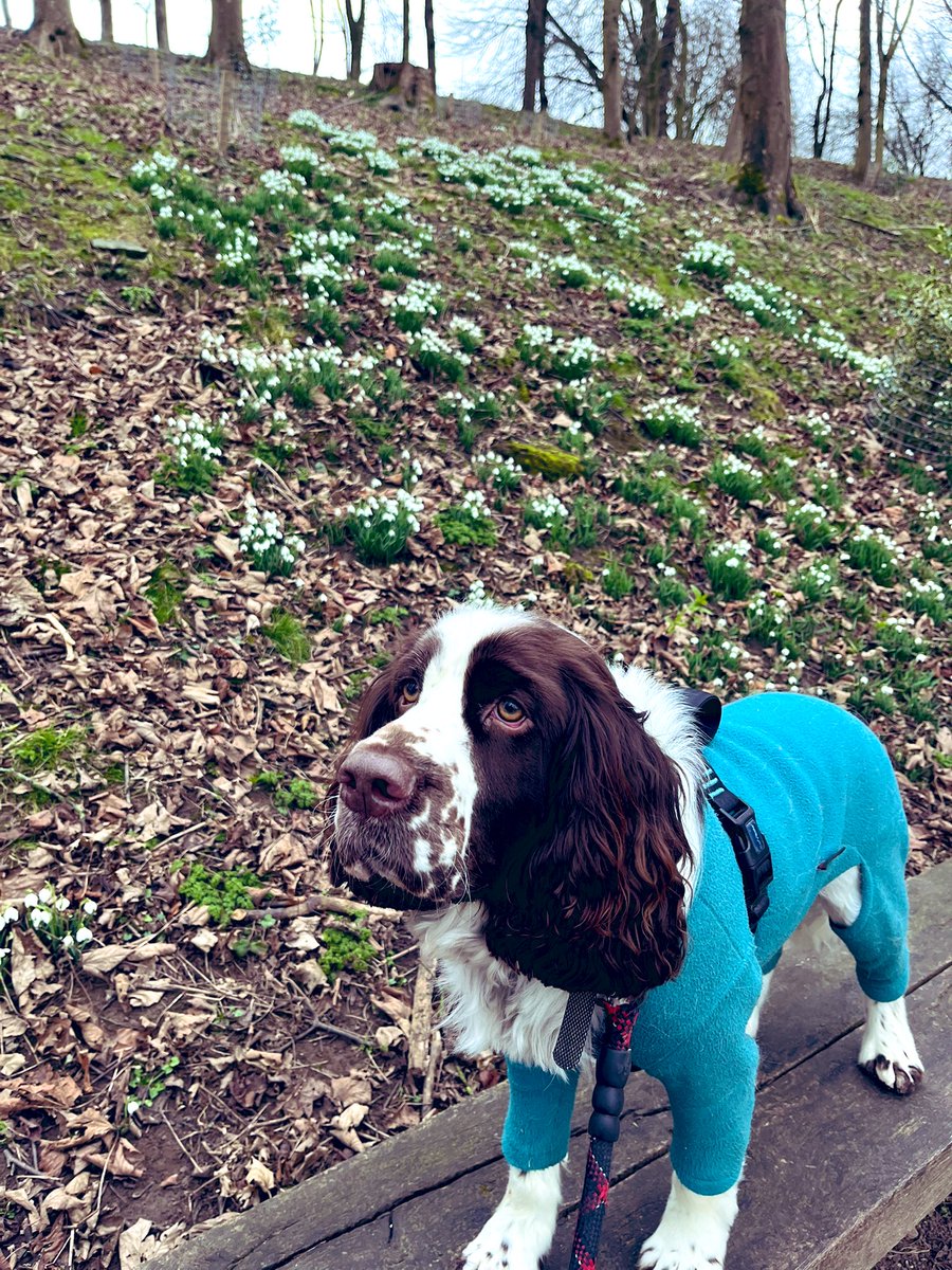 AdsDogCharlie's tweet photo. Pals we have come to @fountainsabbey to see the snowdrops. We are taking the opportunity to do #AdamForest #Happiness @Earthruns4trees 5km https://t.co/aAZEQbfEgS