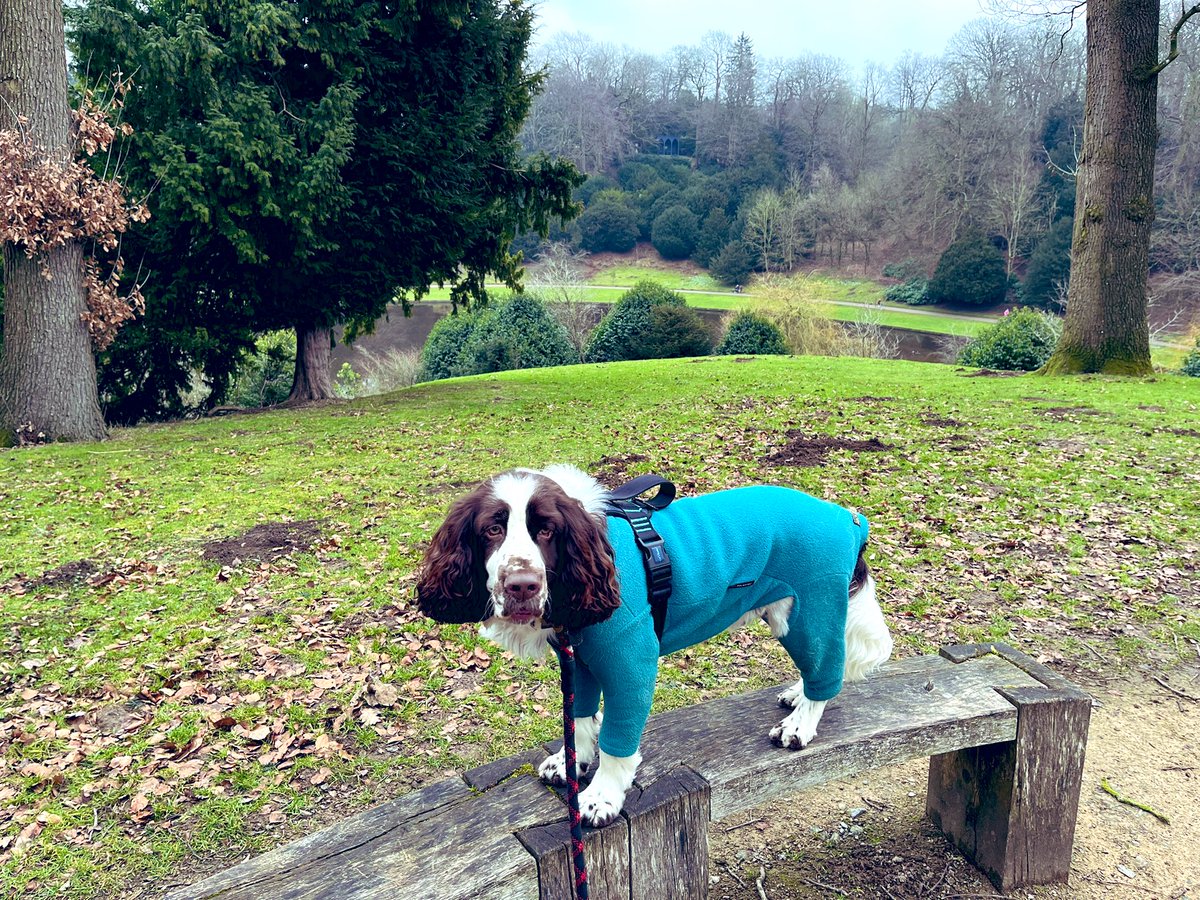 AdsDogCharlie's tweet photo. Pals we have come to @fountainsabbey to see the snowdrops. We are taking the opportunity to do #AdamForest #Happiness @Earthruns4trees 5km https://t.co/aAZEQbfEgS