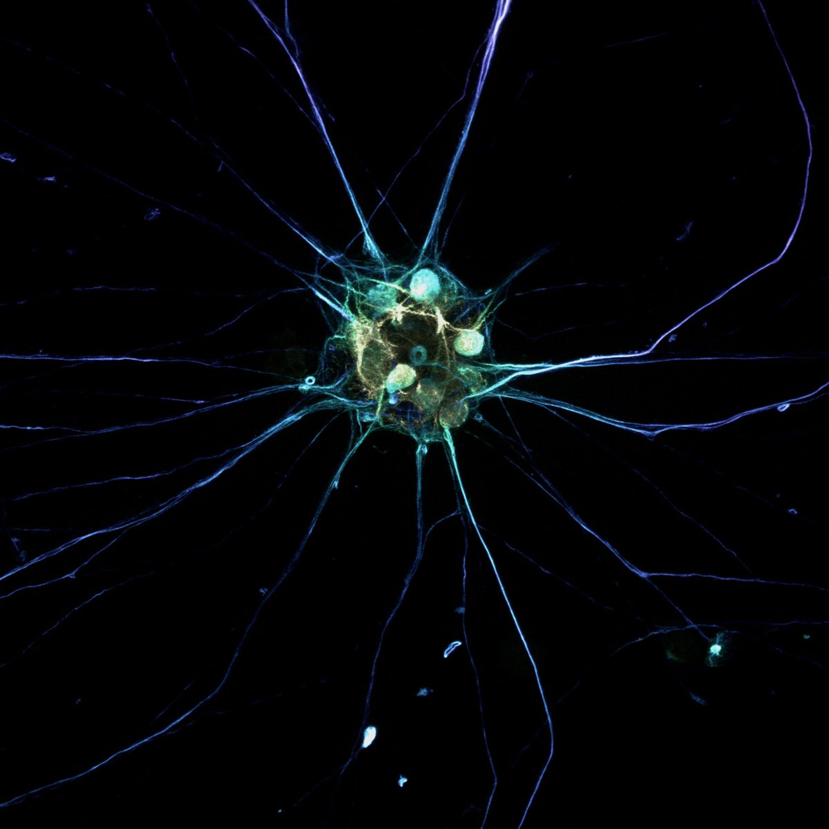 Late #FluorescenceFriday but maybe it also works on Saturday 🧠