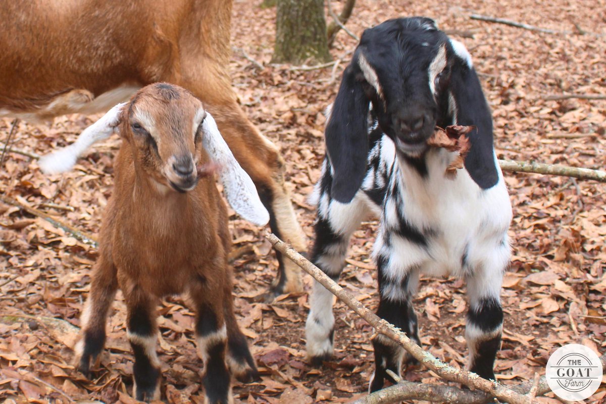 TheGOATFarmLLC's tweet photo. Let the weekend bring out the kid in you! ๐
#SaturdayVibes #WeekendFarming #goats #rural #RuralLife https://t.co/3vnR4Z3NUc