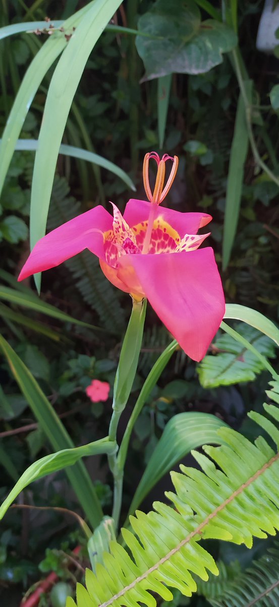 Regalo de mi jardín por mi cumpleaños sabían que está orquídea solo florece cada año y vive un día #FelizSábado #fllores