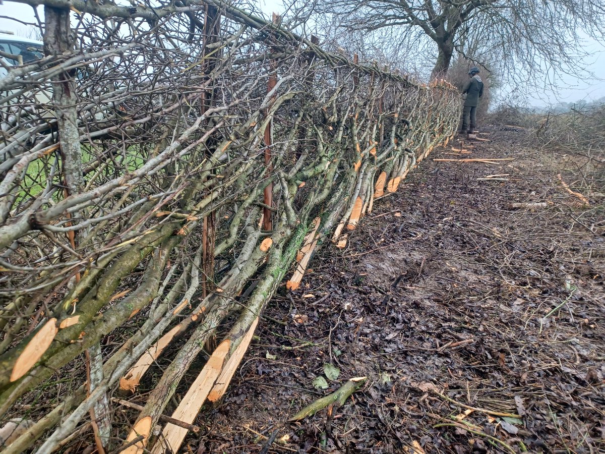 FavColour_Green's tweet photo. Today I'm at a hedgelaying competition (as a spectator!) in Cambridge on @LinesMartin farm

They're laying a young maiden hedge. This will thicken it right out from the base, make it a lot more robust, better for wildlife etc

Also a great time to get those damn spirals removed https://t.co/T8tosupD1T