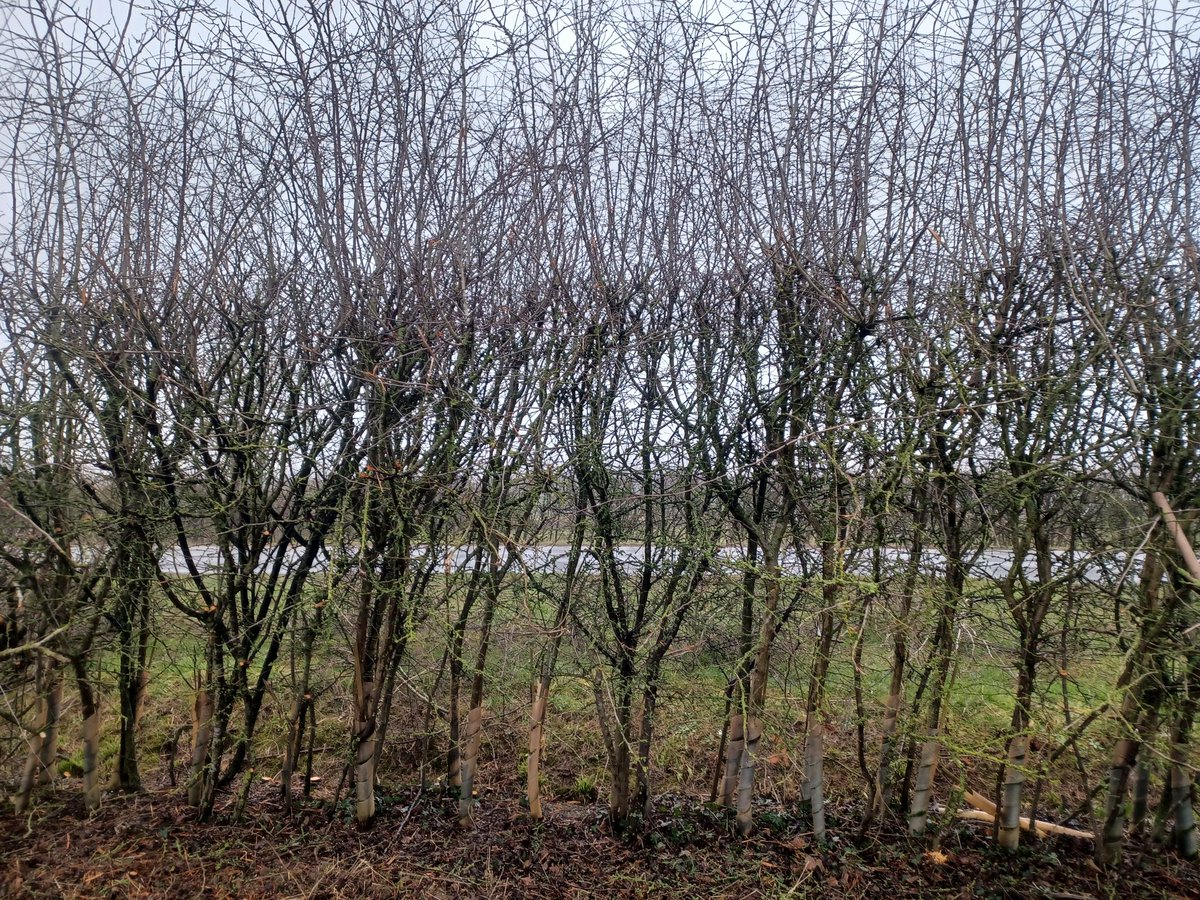FavColour_Green's tweet photo. Today I'm at a hedgelaying competition (as a spectator!) in Cambridge on @LinesMartin farm

They're laying a young maiden hedge. This will thicken it right out from the base, make it a lot more robust, better for wildlife etc

Also a great time to get those damn spirals removed https://t.co/T8tosupD1T