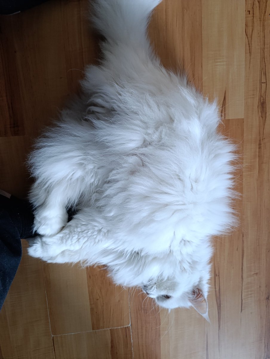 Gib mir die königlichen Füße, das kitzelt immer so dolle wenn er mir an den Füßen geht 😵 und dann lässt der Idiot nicht seine Krallen drinnen 😂