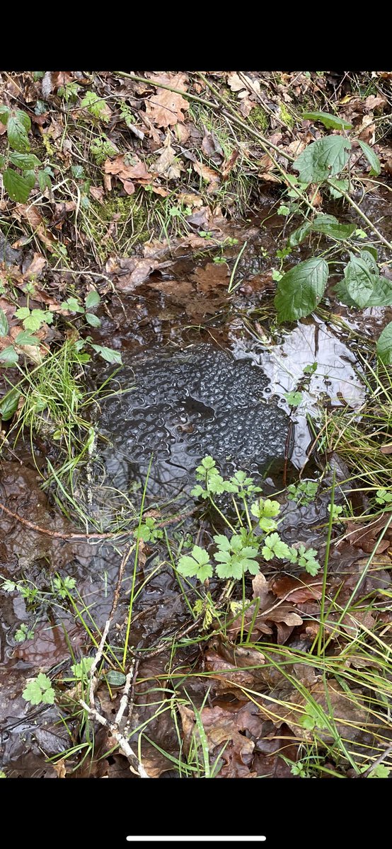 Someone thinks it’s spring.